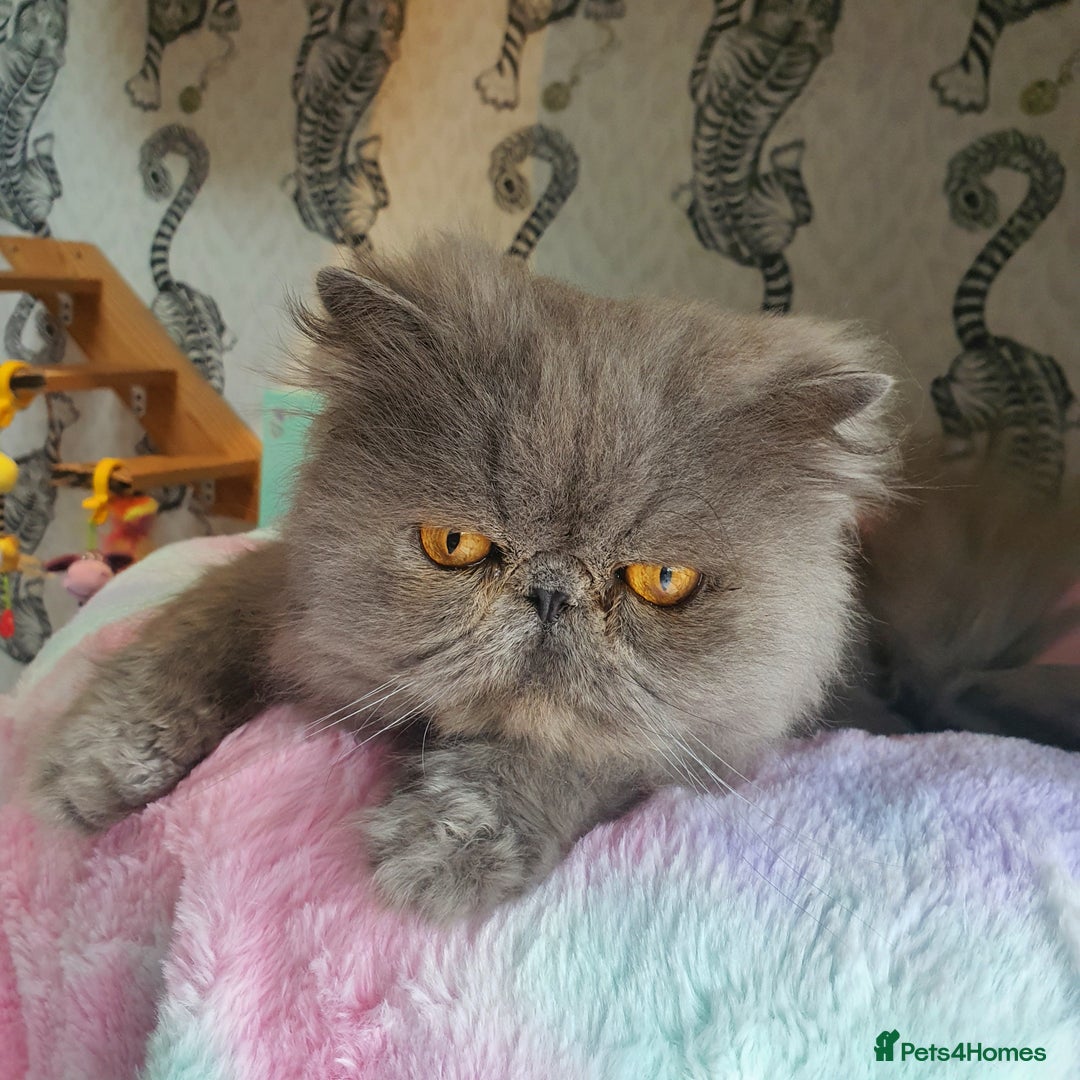 Persian cats for sale: Gorgeous blue pure breed Persian Boy - Image 6