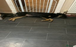 Mixed Breed dogs for sale: Big mixed family dogs  - Image 3