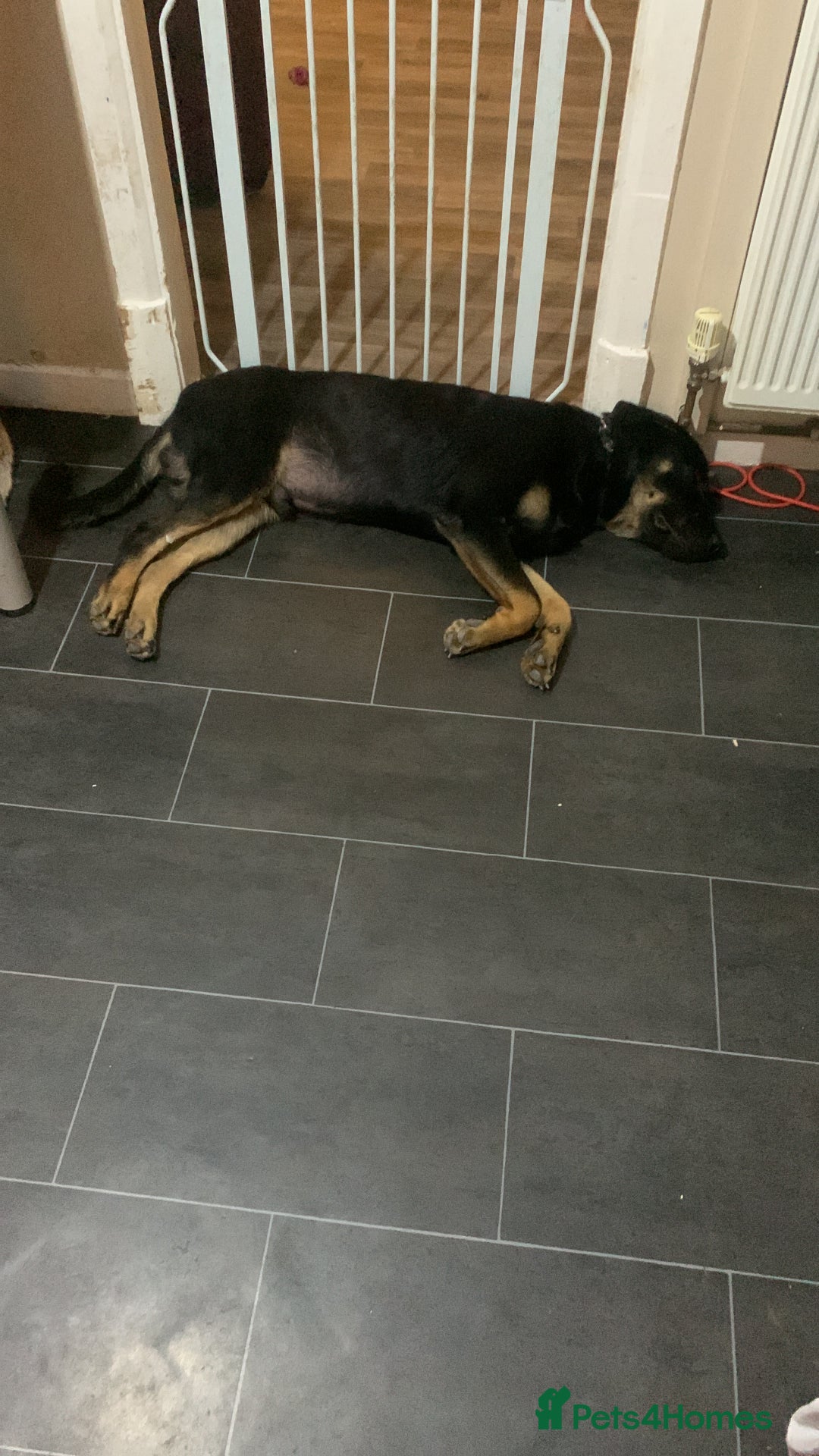 Mixed Breed dogs for sale: Big mixed family dogs  - Image 3