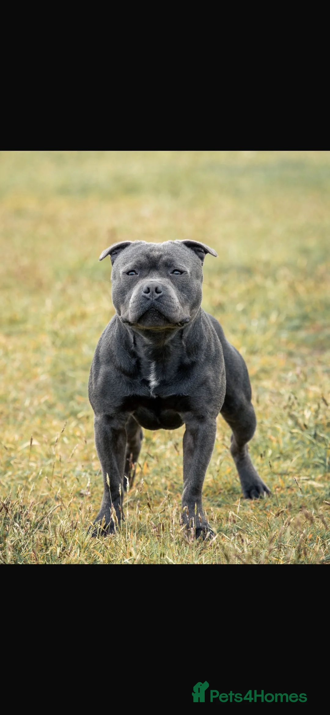 Staffordshire Bull Terrier dogs for sale: KC Registered Staffordshire Bullterrier Litter  - Advert 1