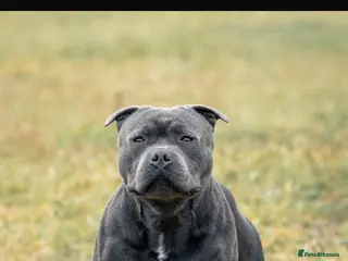 Staffordshire Bull Terrier dogs KC Registered Staffordshire Bullterrier Litter - Advert 2