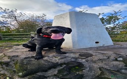 Labrador Retriever dogs for sale: Labrador for sale - Image 6