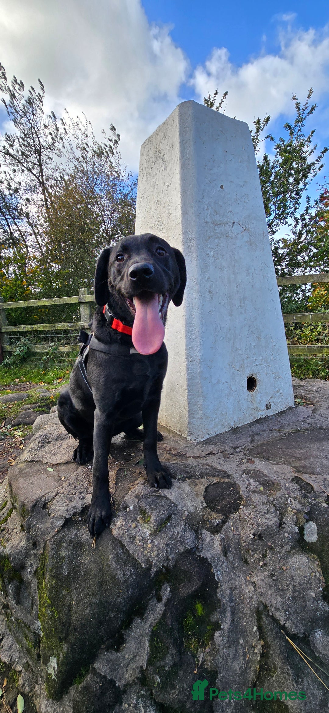 Labrador Retriever dogs for sale: Labrador for sale - Image 6