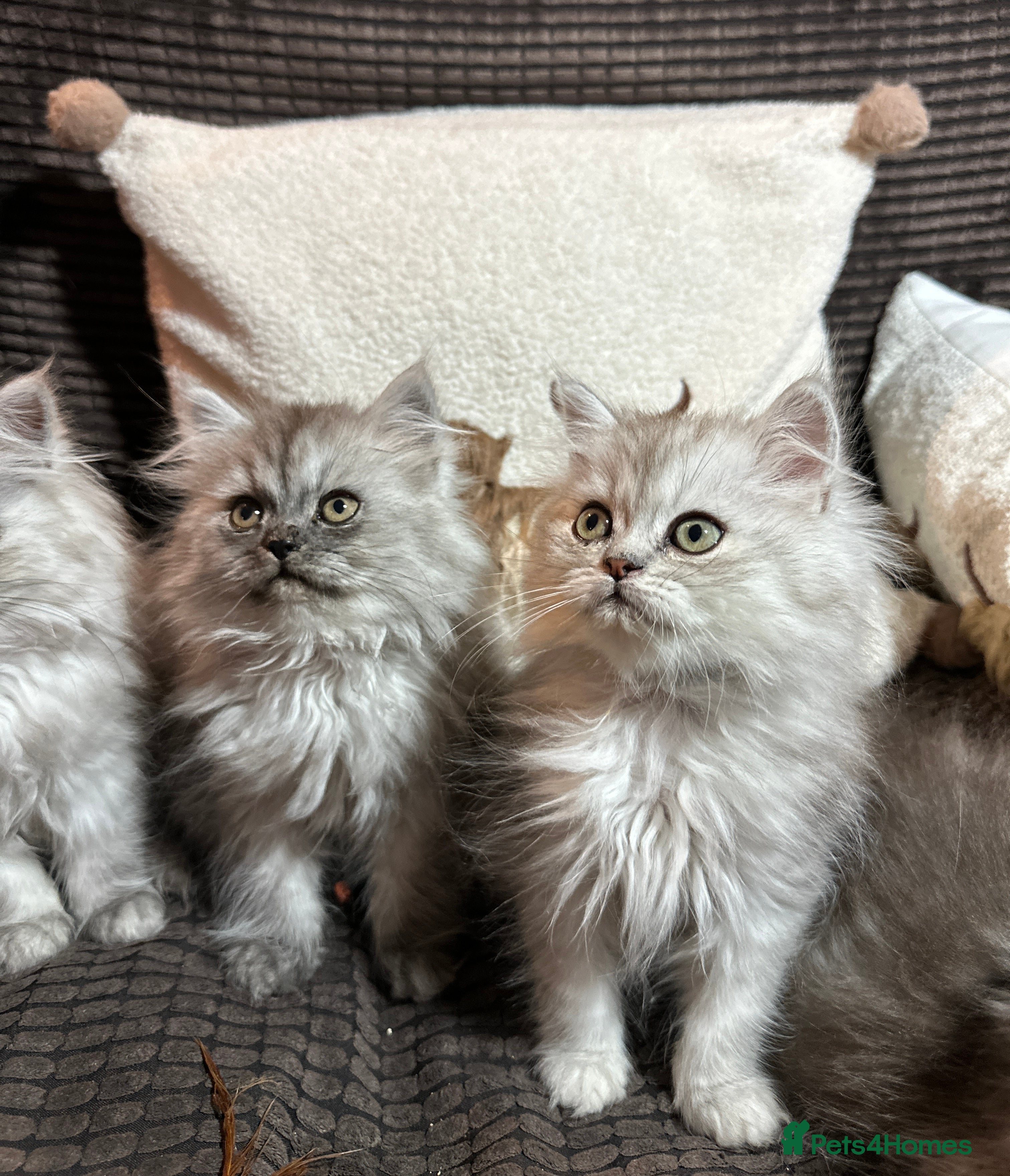Persian cats Stunning Cuddly Chinchilla Persian Babies❤️ - Advert 1