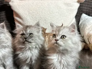 Persian cats Stunning Cuddly Chinchilla Persian Babies❤️ - Advert 1
