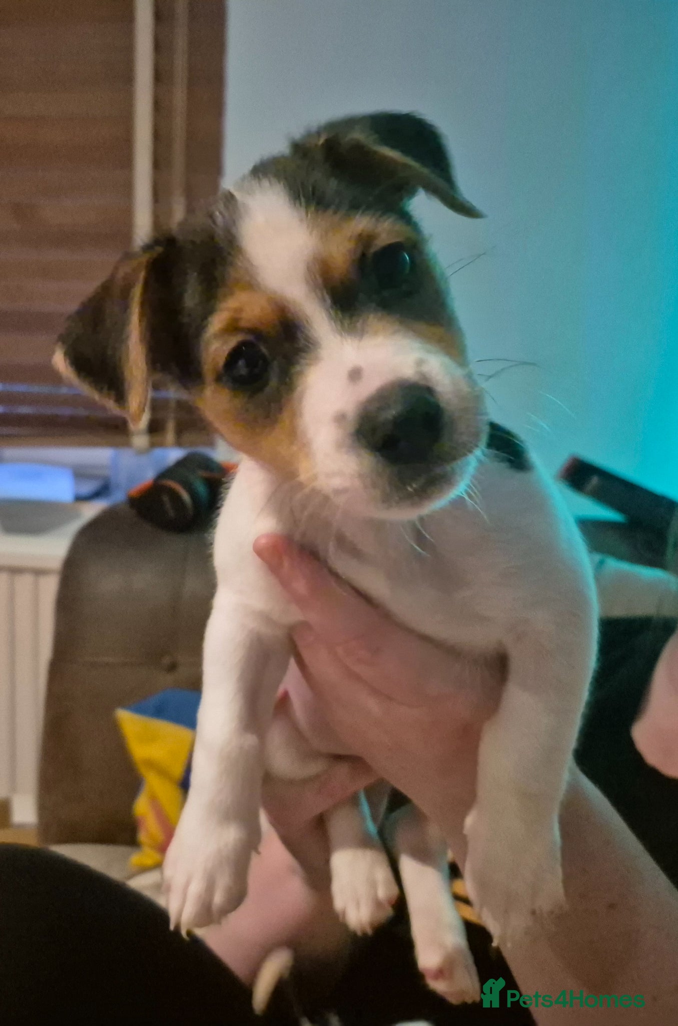 Jack Russell dogs Lovely Jack Russell Pups for Sale - Advert 4