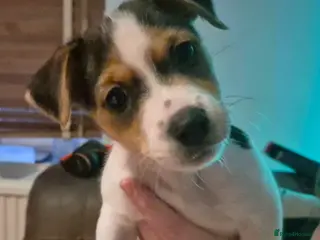 Jack Russell dogs Lovely Jack Russell Pups for Sale - Advert 4
