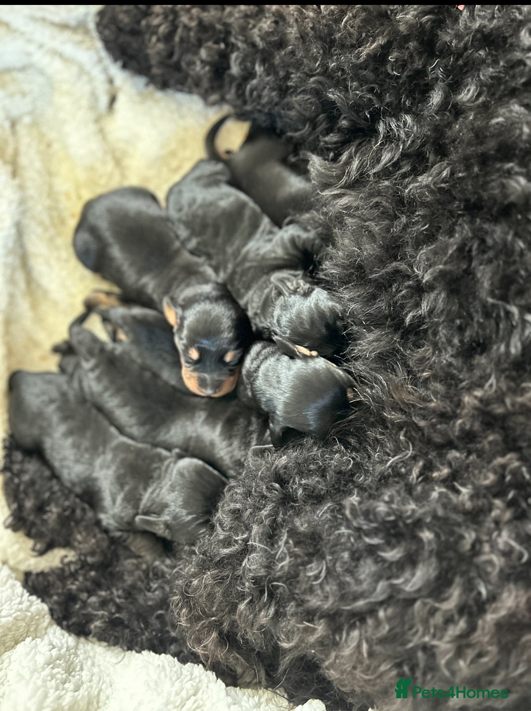 Mixed Breed dogs for sale: Doxiepoo Puppies For Sale  - Image 8