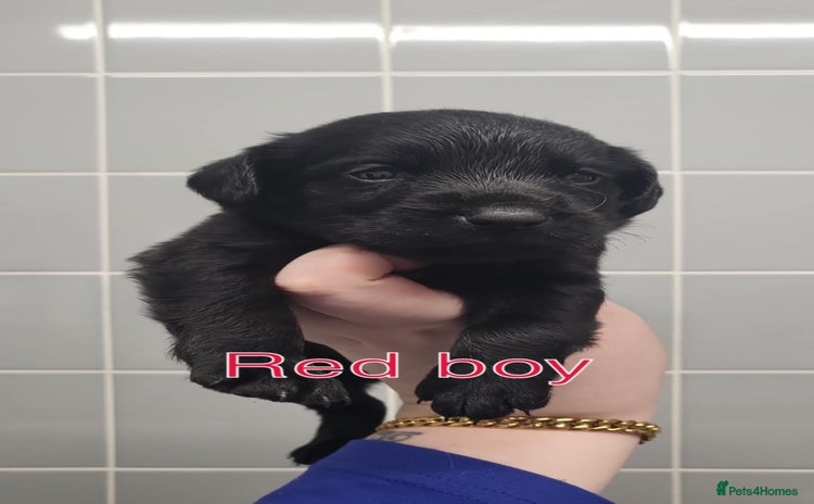 Cockerdor dogs - Advert 1