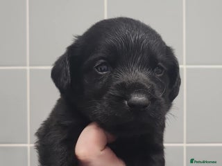 Cockerdor dogs - Advert 4