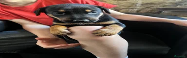 Dobermann 1