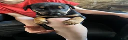Dobermann dogs for sale: European Dobermann - Advert 1