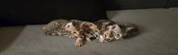 Bengal cats for sale: Bengal in Dundee - Advert 12