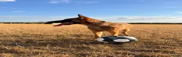 Mixed Breed dogs for sale: 8 month bitch Belgian Malinois x German shepherd  - Advert 7