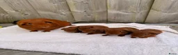 Guinea Pig rodents for sale: Gorgeous DEG boars  in Plymouth - Advert 2