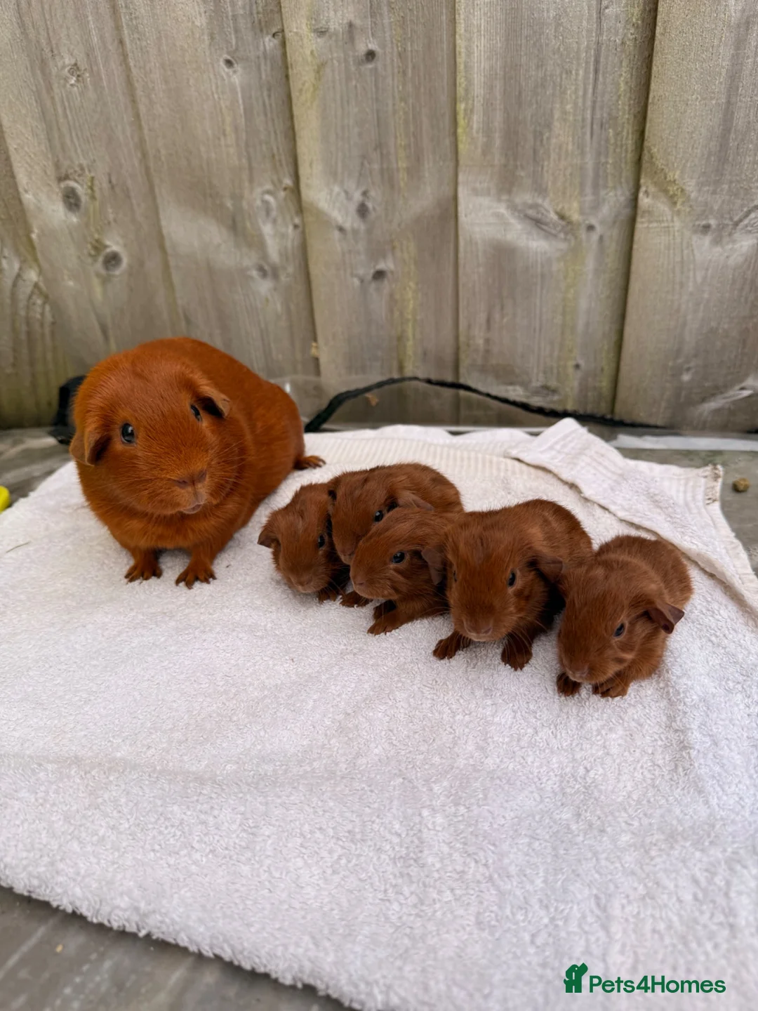 Guinea Pig rodents for sale: Gorgeous DEG boars  in Plymouth - Advert 2