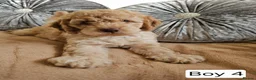 Cavapoo dogs for sale: Outstanding Cavapoo Puppies  - Advert 5