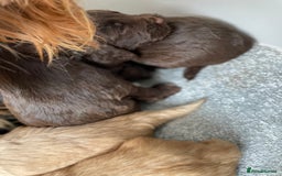 Cockapoo dogs for sale: F1 cockapoo p,r.a clear test - Image 11