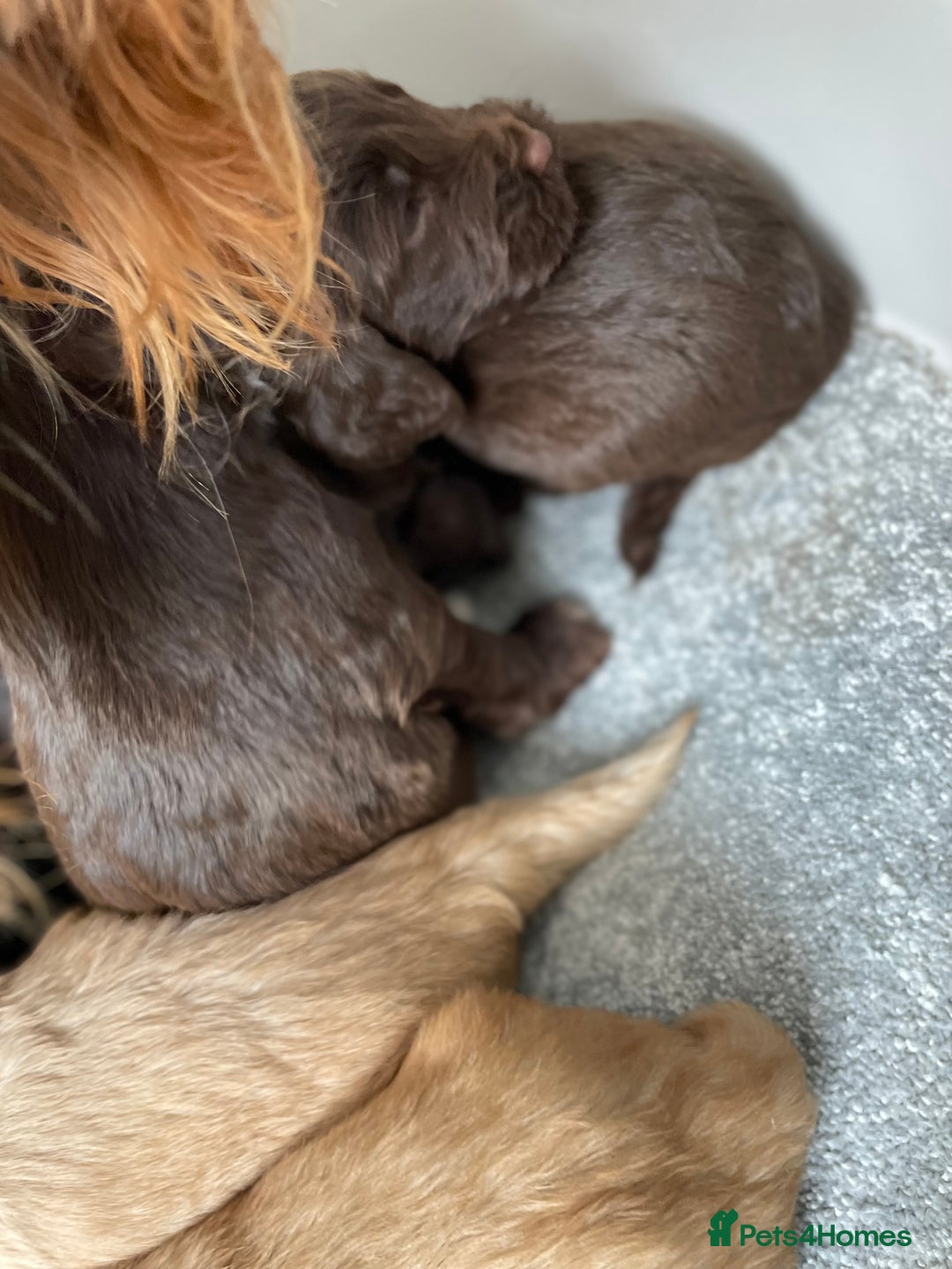 Cockapoo dogs for sale: F1 cockapoo p,r.a clear test - Image 11