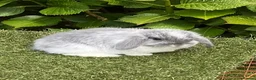 Mini Lop rabbits for sale: Pure bred mini lops baby rabbits  - Advert 18