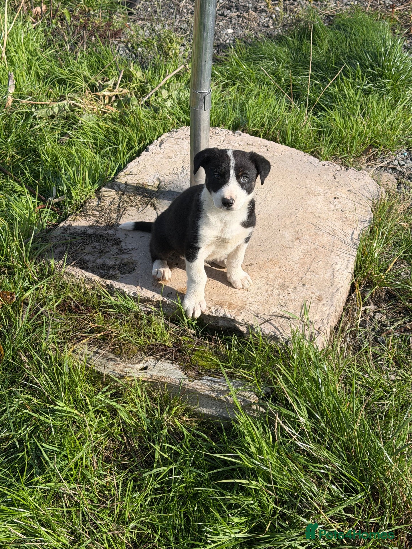 Border Collie dogs Border collie  - Advert 1