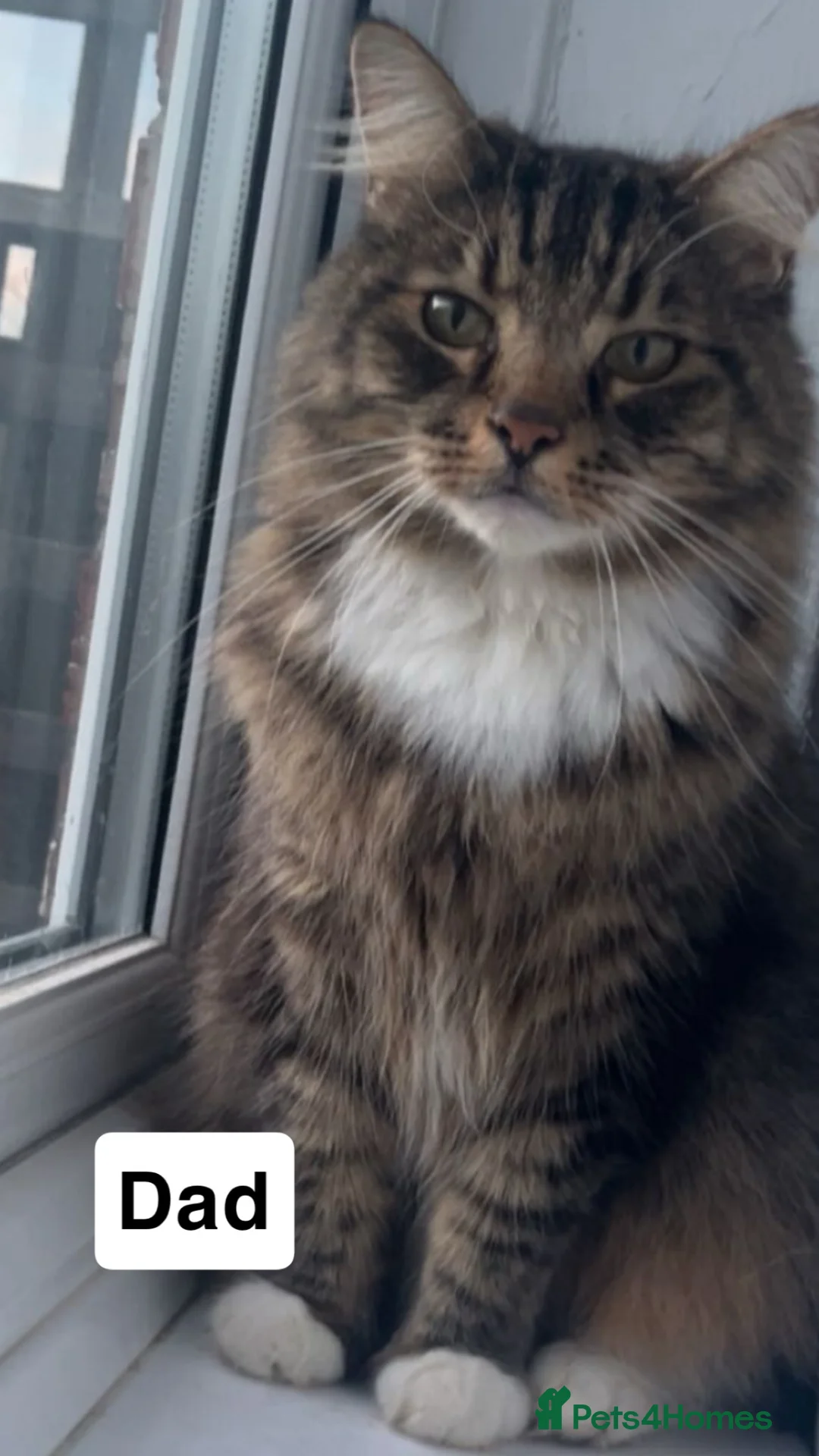 Mixed Breed cats for sale: 🐾 Adorable Male Kittens Looking for Loving Homes  - Advert 7