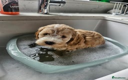 Cockapoo dogs for sale:  7 week old Cockapoos 2 girls ( both sold)  1 boy  - Image 19
