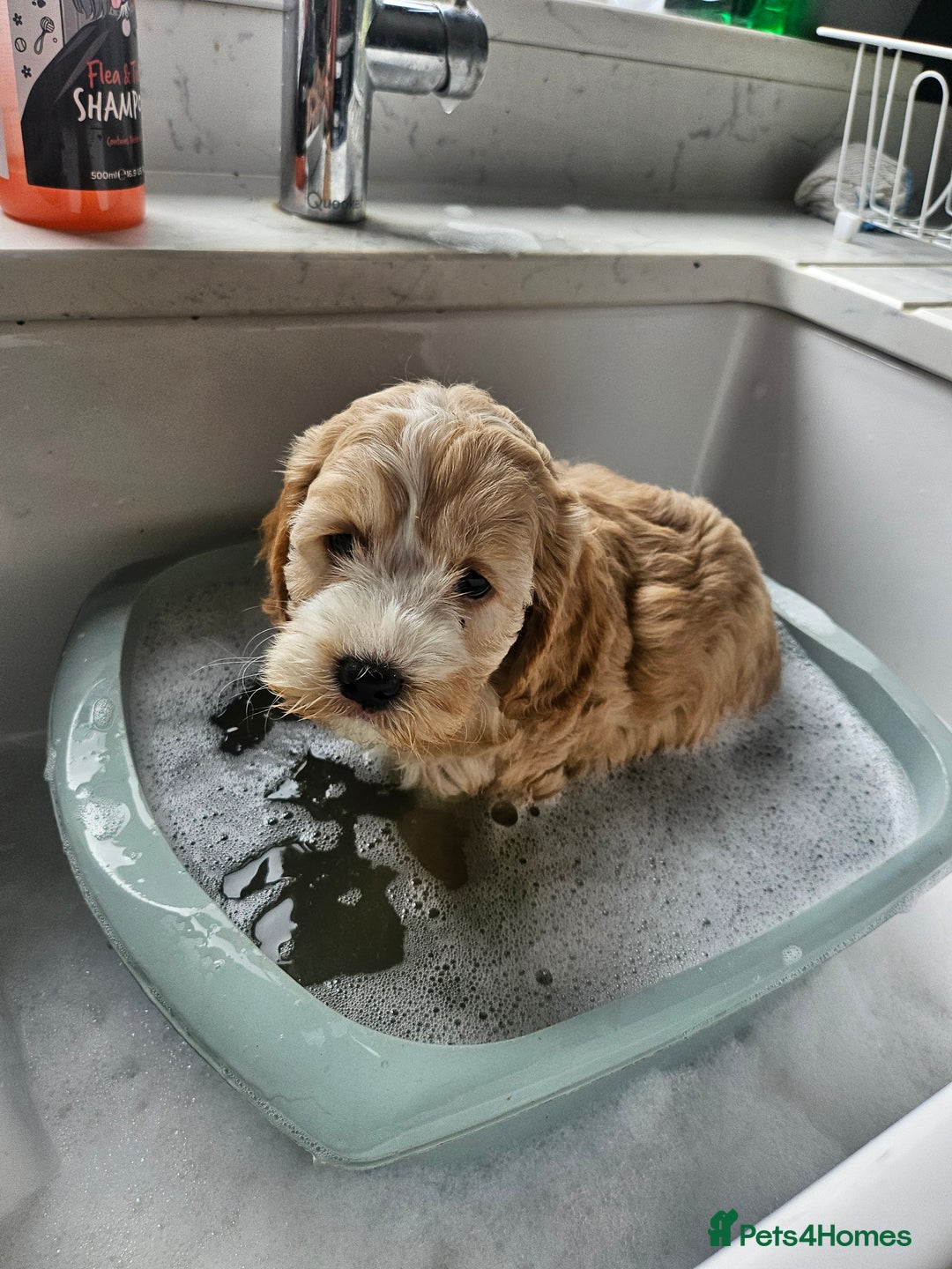 Cockapoo dogs for sale:  7 week old Cockapoos 2 girls ( both sold)  1 boy  - Image 19