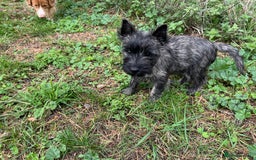 Cairn Terrier dogs for sale: Handsome Cairn Terrier Boy - Image 4