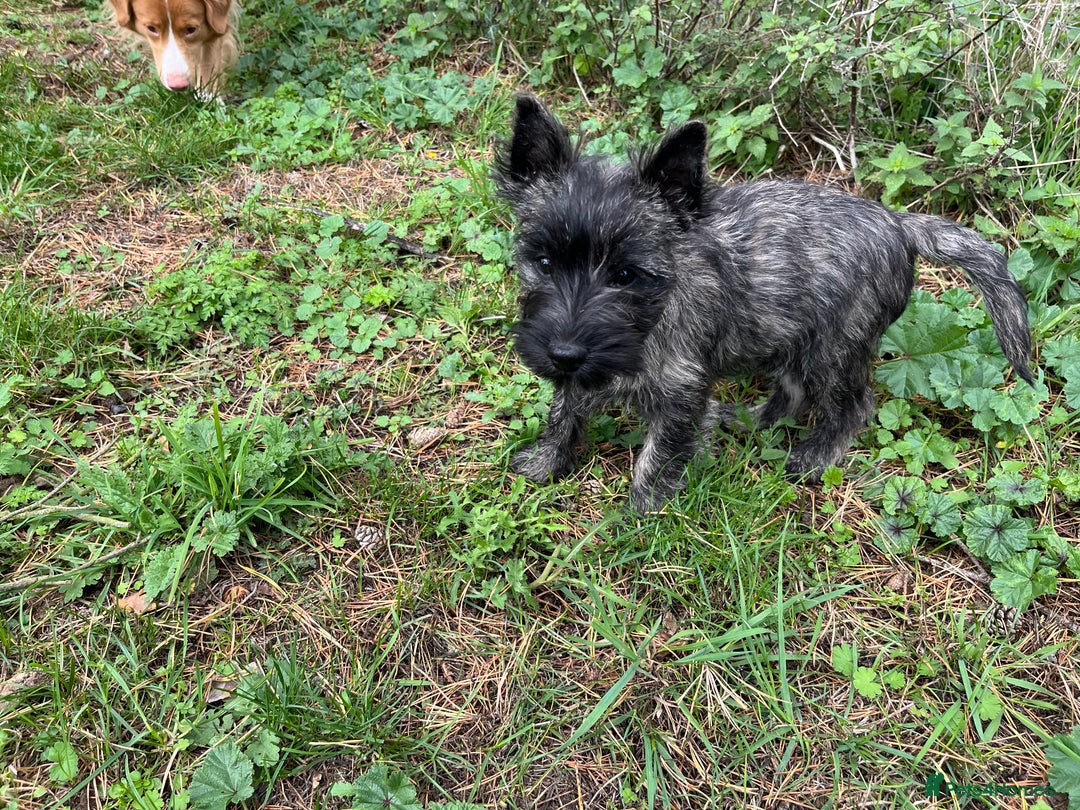 Cairn Terrier dogs for sale: Handsome Cairn Terrier Boy - Image 4