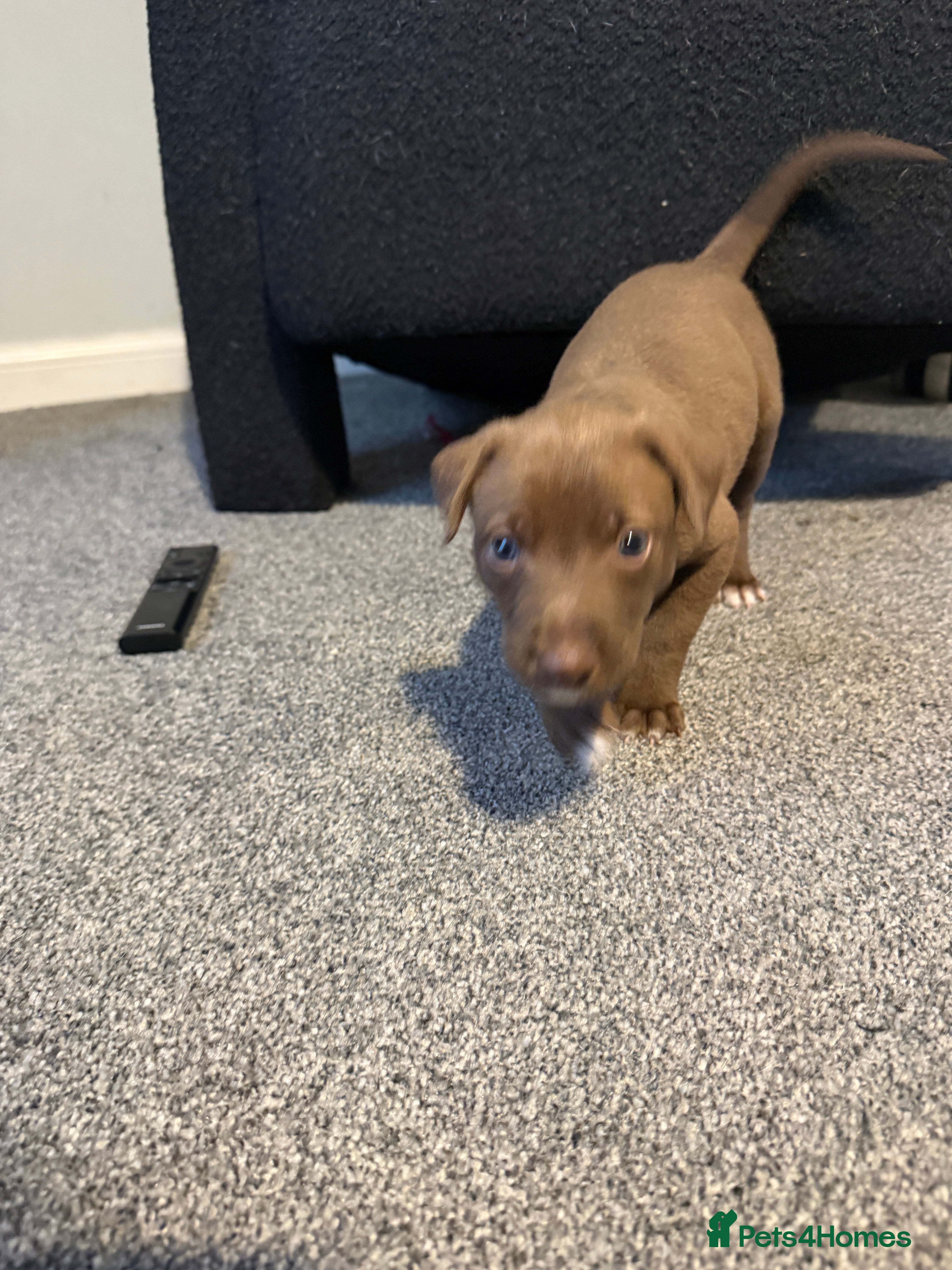 Mixed Breed dogs Bull Greyhounds (Lurchers) - Advert 1