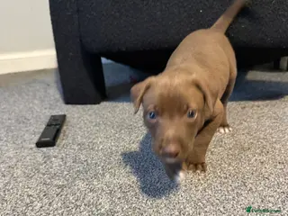 Mixed Breed dogs Bull Greyhounds (Lurchers) - Advert 1