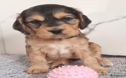 Cockapoo dogs for sale: Cockapoo's - Image 13