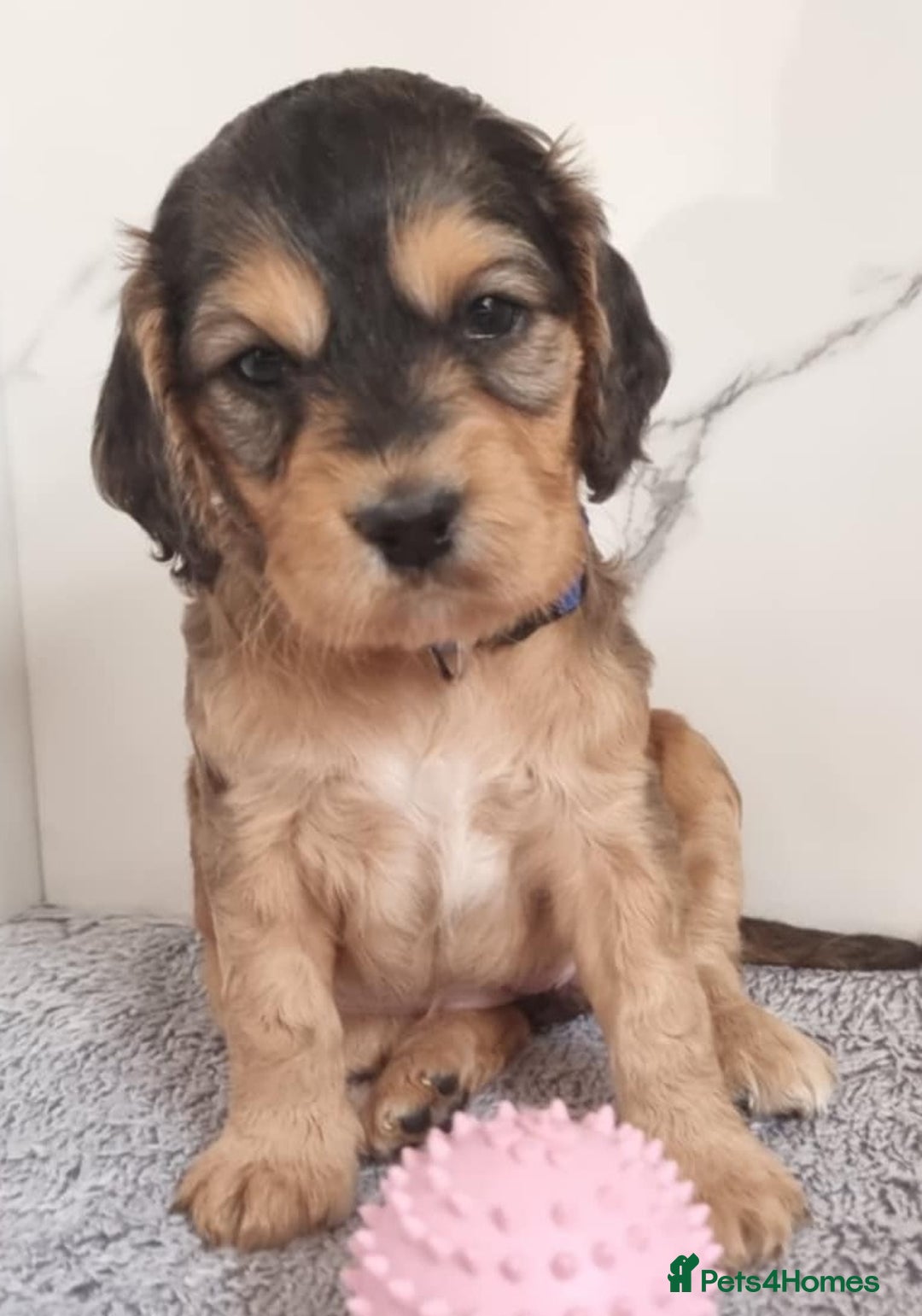 Cockapoo dogs for sale: Cockapoo's - Image 13