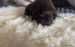 Cocker Spaniel dogs for sale: Beautiful Cocker Spaniel Litter  - Advert 10