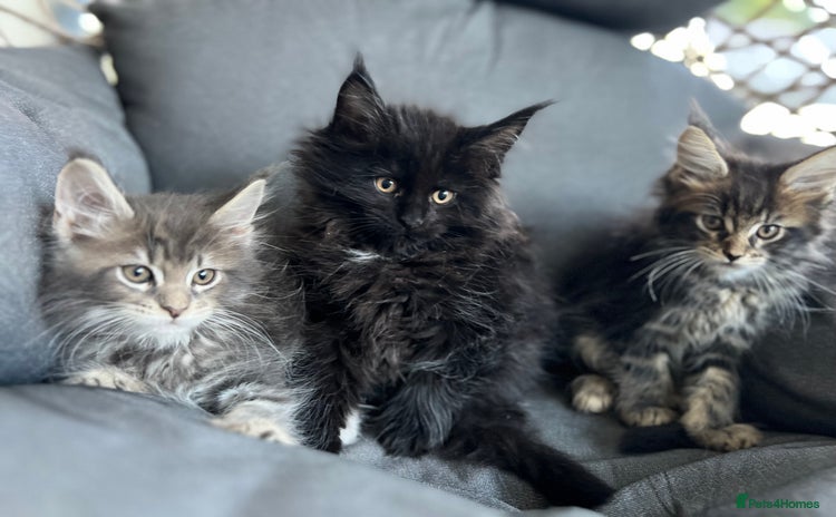 Maine Coon cats in Melton Mowbray - Advert 15