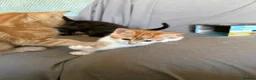 Mixed Breed cats for sale: 3 x kittens - Advert 4