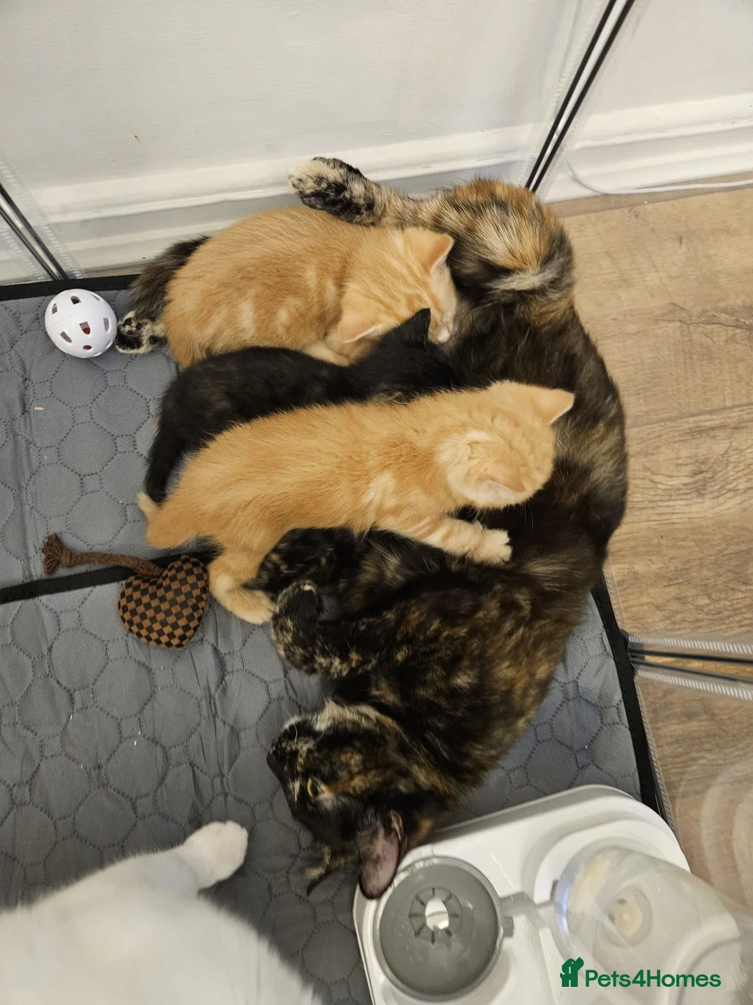 Domestic Shorthair cats for sale: Kittens for sale  in Wirral - Advert 2