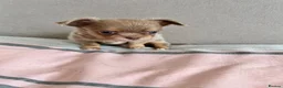 Chihuahua dogs for sale: KC LONG COAT CHIHUAHUAS - Advert 13