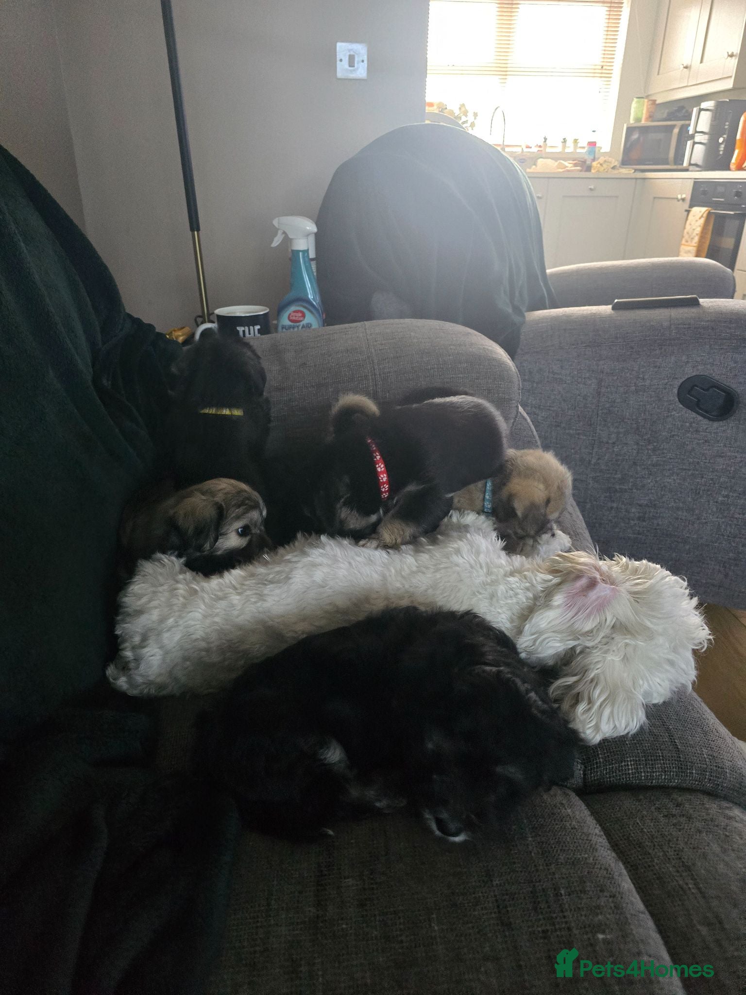 Mixed Breed dogs Scottese pups - Advert 7