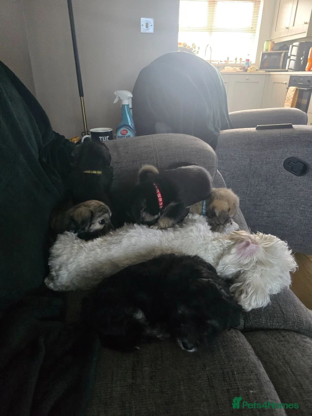 Mixed Breed dogs for sale: Scottese pups - Advert 1