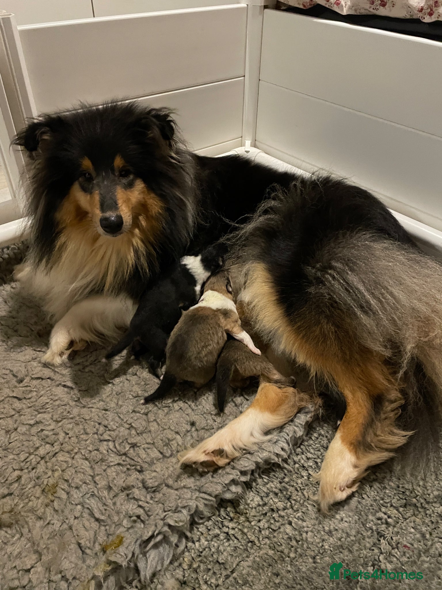 Rough Collie dogs KC Registered sable and White male puppy - Advert 15