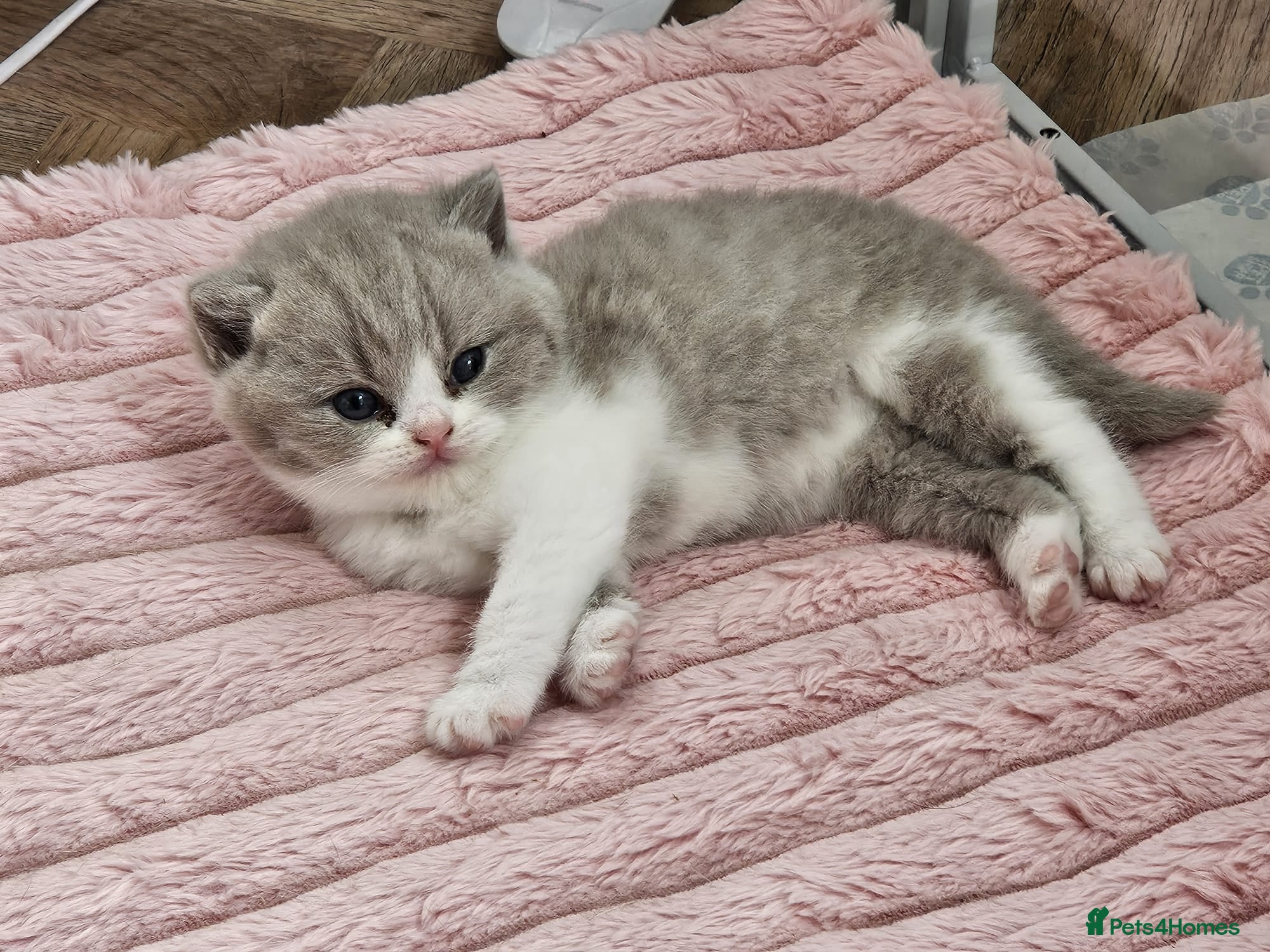 British Shorthair cats Lovely Lilac & White British Shorthair Boy Kitten - Advert 1