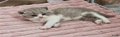 British Shorthair 1