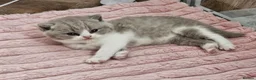 British Shorthair cats for sale: Lovely Lilac & White British Shorthair Boy Kitten in Westgate-on-Sea - Advert 1