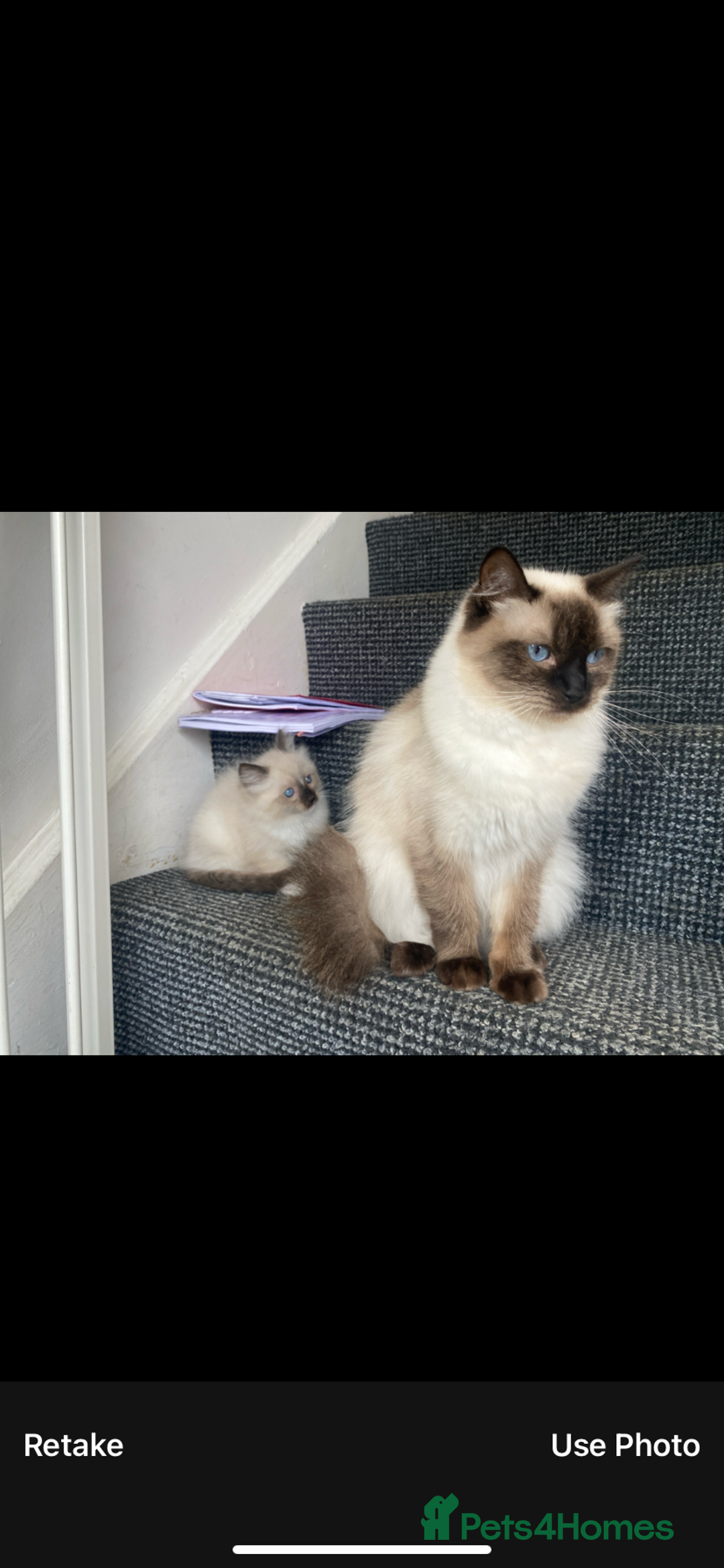 Ragdoll cats for sale: Baby boy rag doll kitten  - Image 3