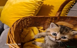Scottish Fold cats for sale: Scottish fold looking for forever home - Image 6