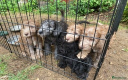 Bedlington Terrier dogs for sale: Bedlington Terrier puppies for sale in Hertford - Image 38