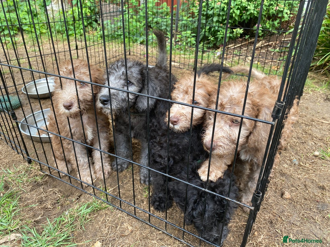 Bedlington Terrier dogs for sale: Bedlington Terrier puppies for sale in Hertford - Image 38