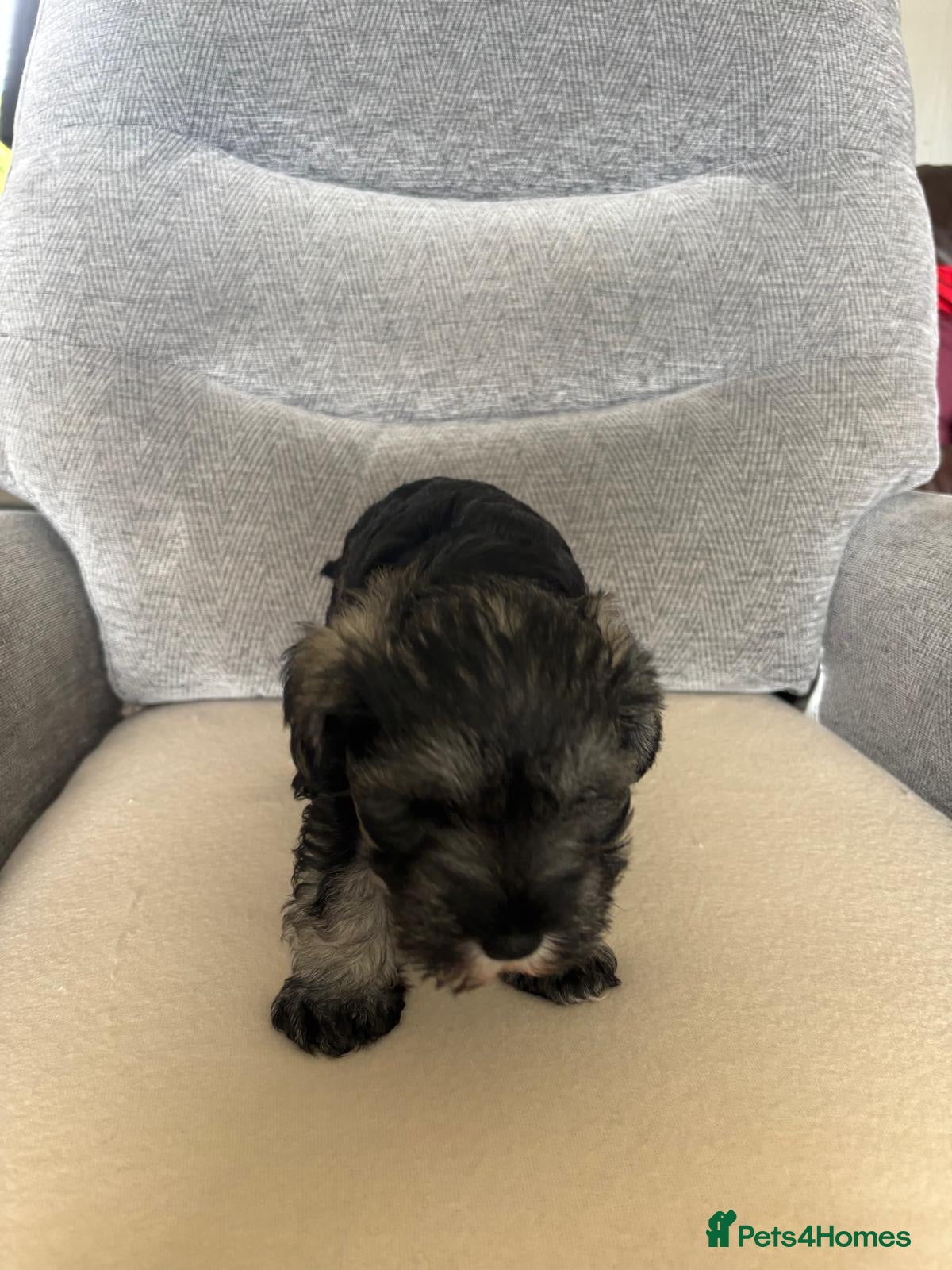 Miniature Schnauzer dogs for sale: Beautiful Miniature Schnauzers  - Advert 6